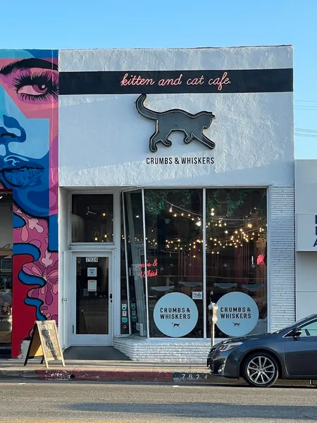 Crumbs & Whiskers | Kitten & Cat Cafe - Photo